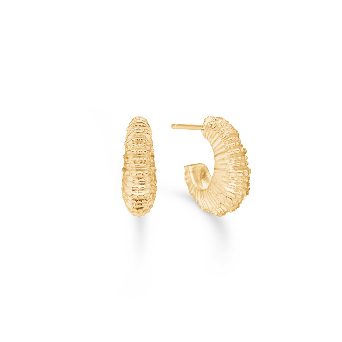 Seashell Secrets Øreringe Forgyldt Sølv 15mm